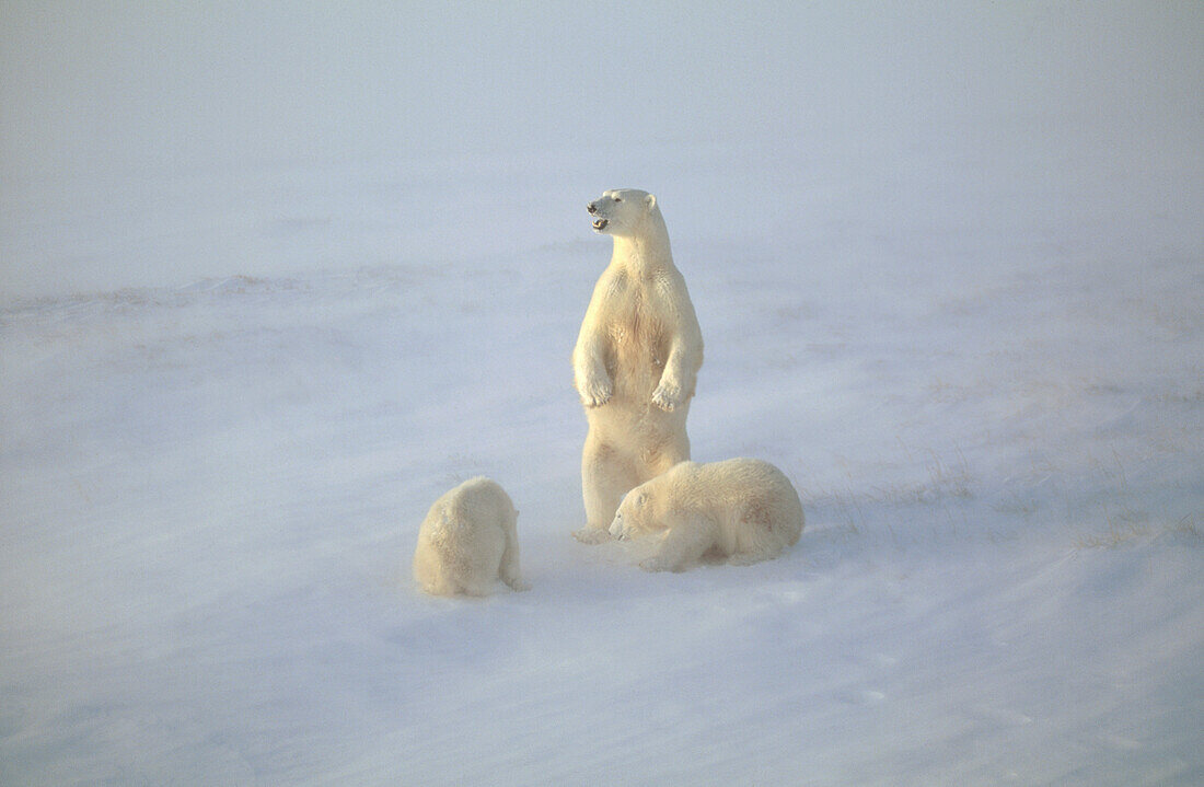 Polar Bear (Ursus maritimus) mother and cubs in snow storm, Churchill, Manitoba, Canada