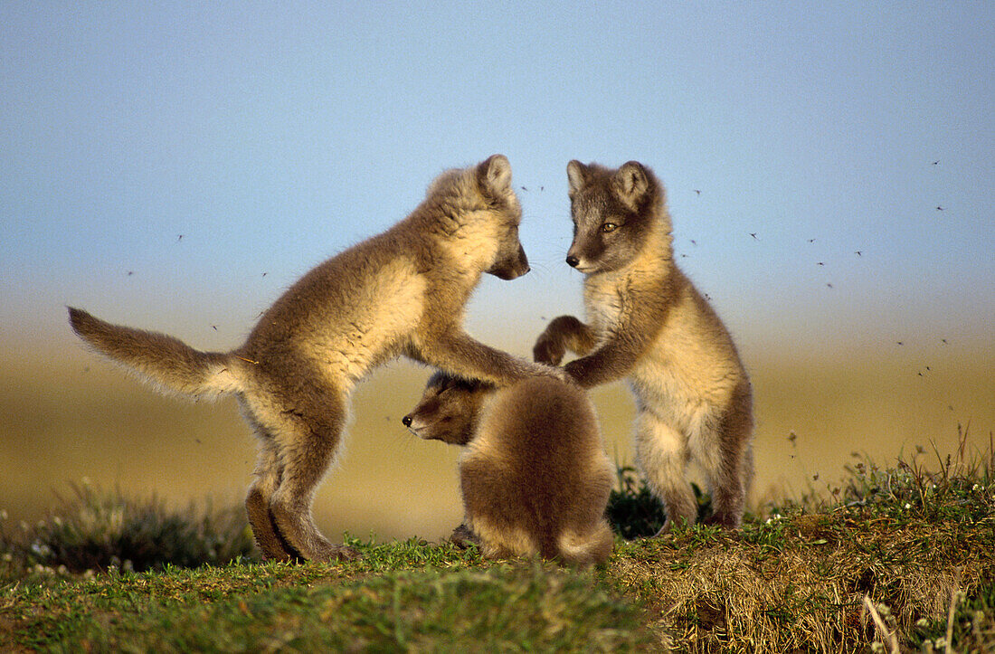 Arctic Fox (Alopex lagopus) trio of pups playing, Alaska