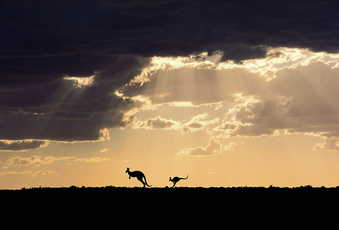 Red Kangaroo (Macropus rufus) pair with clearing storm at sunset, Australia