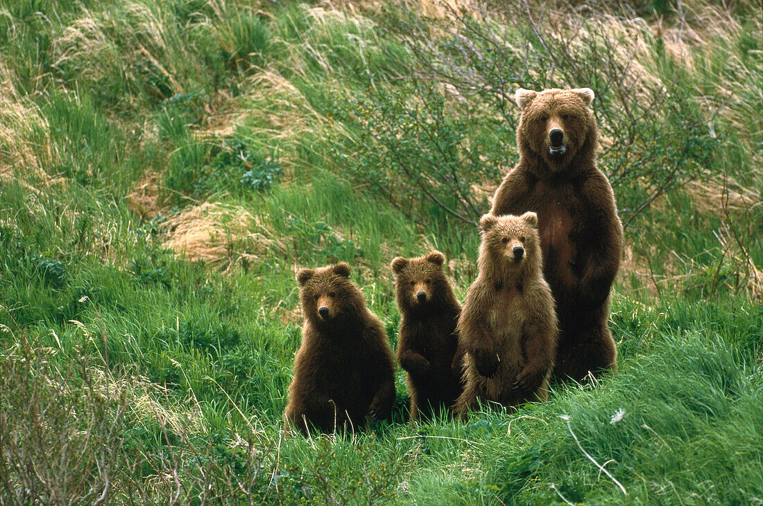 Grizzly Bear (Ursus arctos horribilis) mother standing with three cubs, Alaska