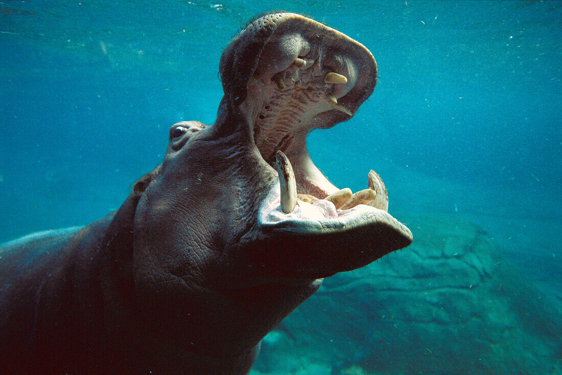 Hippopotamus (Hippopotamus amphibius) swimming submerged in tank, native to Africa