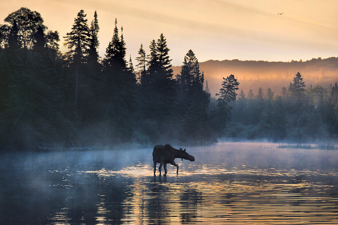 Moose (Alces alces andersoni) female wading through water, Isle Royale National Park, Michigan