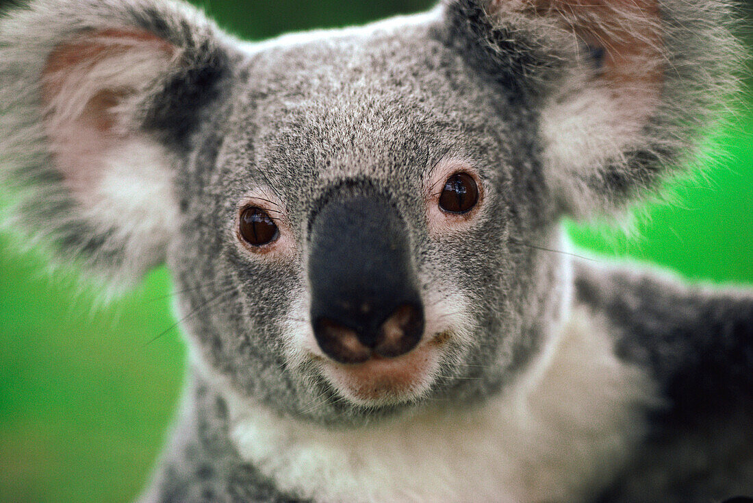 Koala (Phascolarctos cinereus) portrait, Australia
