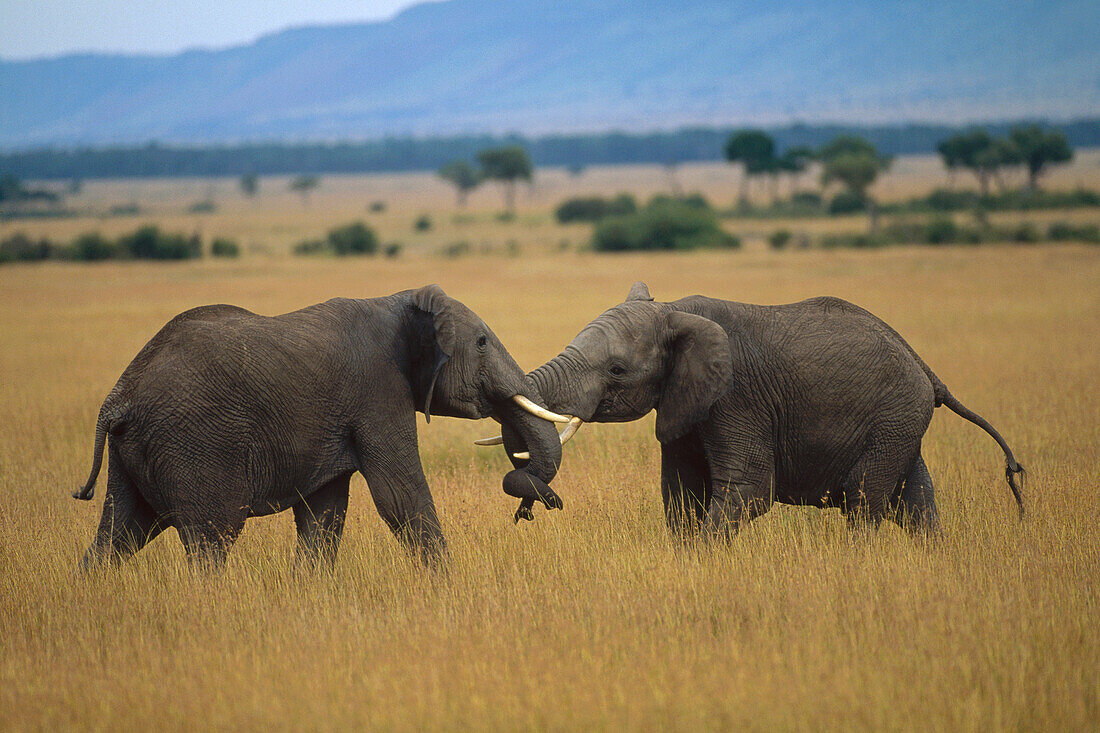 African Elephant (Loxodonta africana) males fighting, Masai Mara National Reserve, Kenya