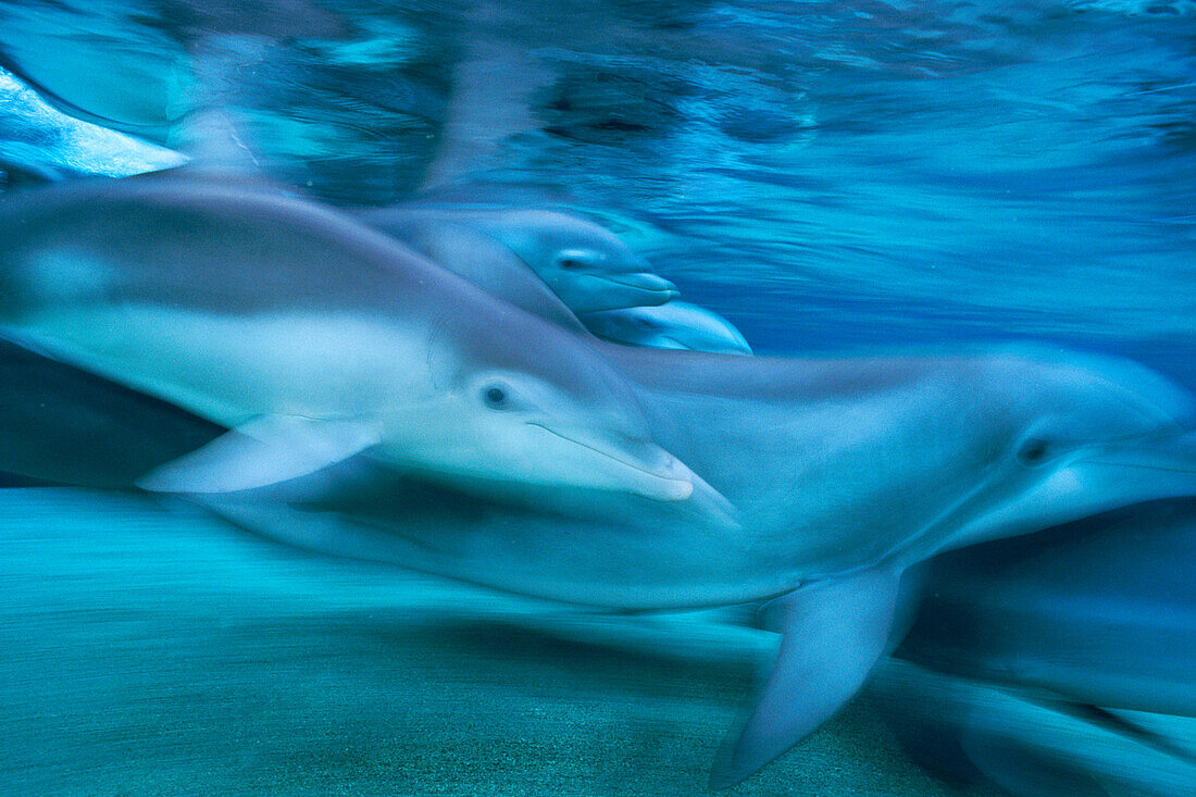 Bottlenose Dolphin (Tursiops truncatus) group swimming, Hawaii