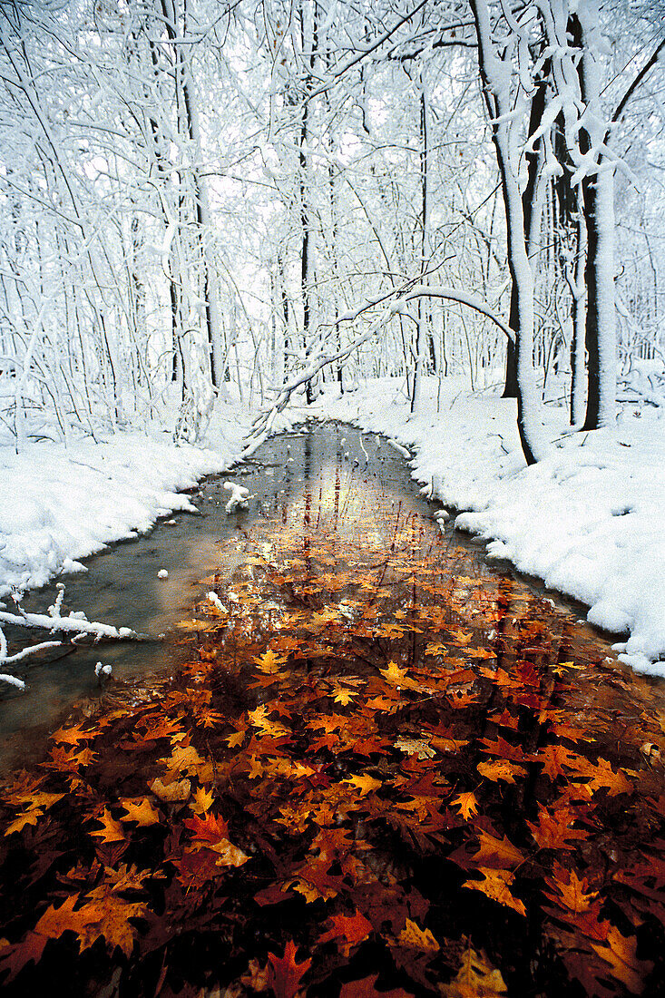 Oak (Quercus sp) leaves in stream with snowy forest, Minnesota