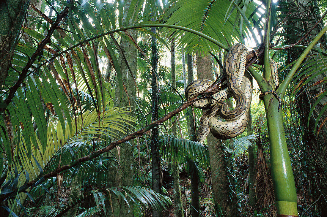 Python, rainforest, Queensland, Australia