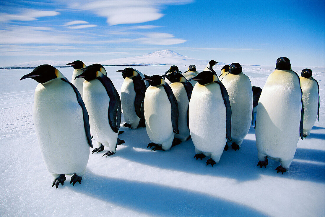 Emperor Penguin (Aptenodytes forsteri) group on ice edge, calls are used to recognize each other and form pairs for mating, Antarctica