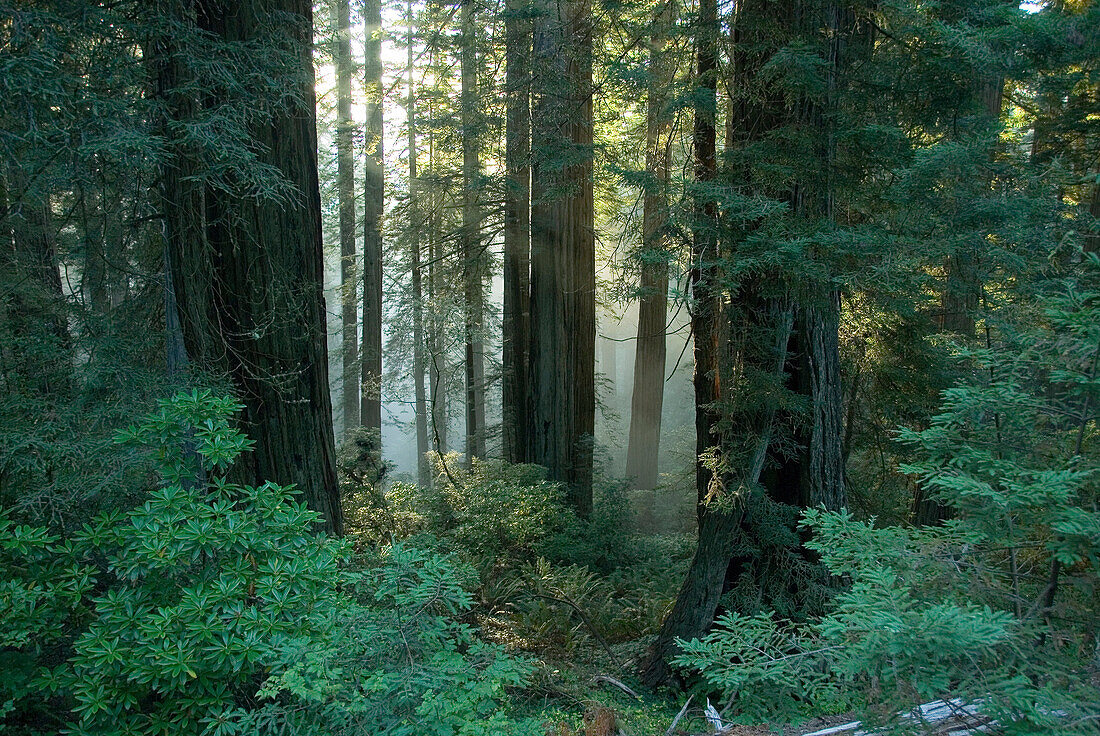 Rays of the setting sun shining through ground fog in a redwood forest near Brookings, Oregon