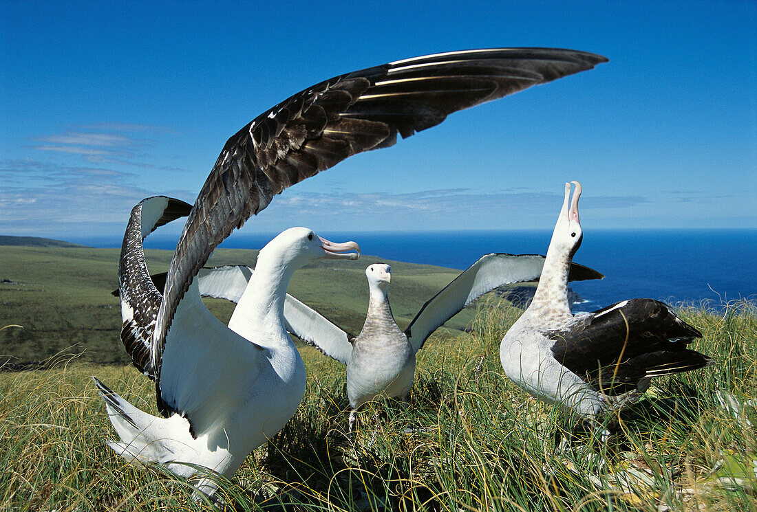 Antipodean Albatross (Diomedea antipodensis) courtship display often pirouetting with outstretched wings, Adams Island, Auckland's Group, New Zealand