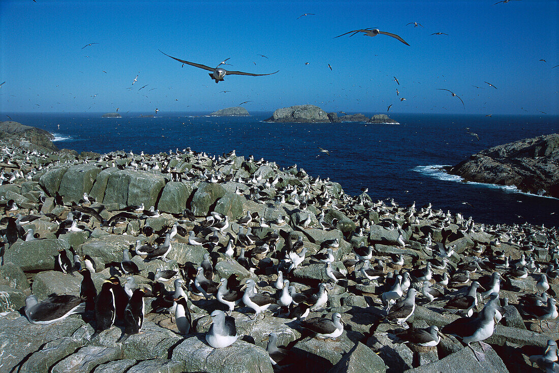 Salvin's Albatross (Thalassarche salvini) crowded nesting colony, Depot Island, New Zealand