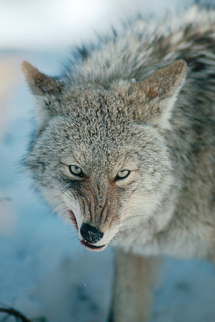 Coyote (Canis latrans) snarling, while feeding on Deer carcass, North America