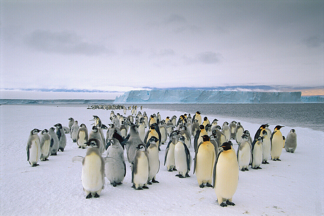 Emperor Penguin (Aptenodytes forsteri) fledging chicks and adults gathering along fast ice edge preparing to depart, Cape Darnley, Davis Sea, Antarctica