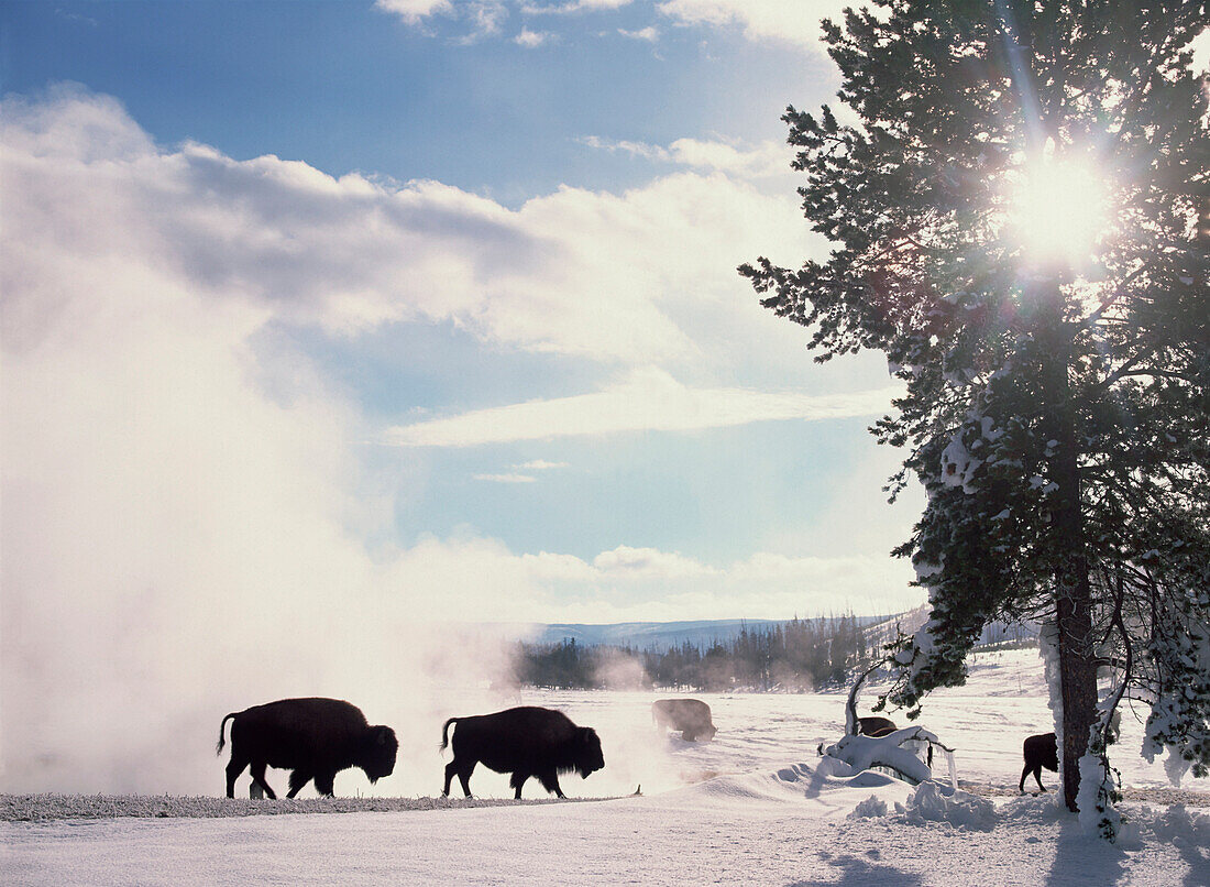 American Bison (Bison bison) in winter, Yellowstone National Park, Wyoming