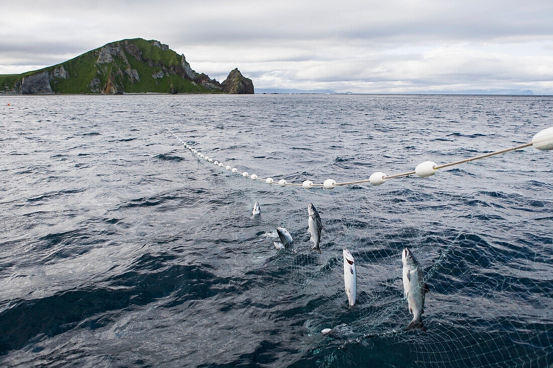 A gillnet  catching salmon as it stretches towards Cape Pankoff on Unimak Island. Salmon fishing in the Alaska Department of Fish and Game  'Alaska Peninsula Area' also known as 'Area M'. This has been a controversial fishing region.