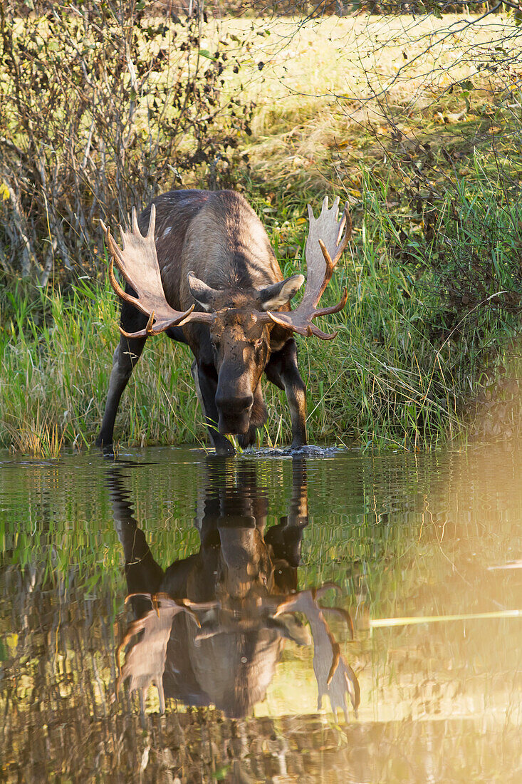 Large bull moose drinks at water hole with his reflection in near Point Woronzof in West Anchorage, Autumn, Southcentral Alaska.