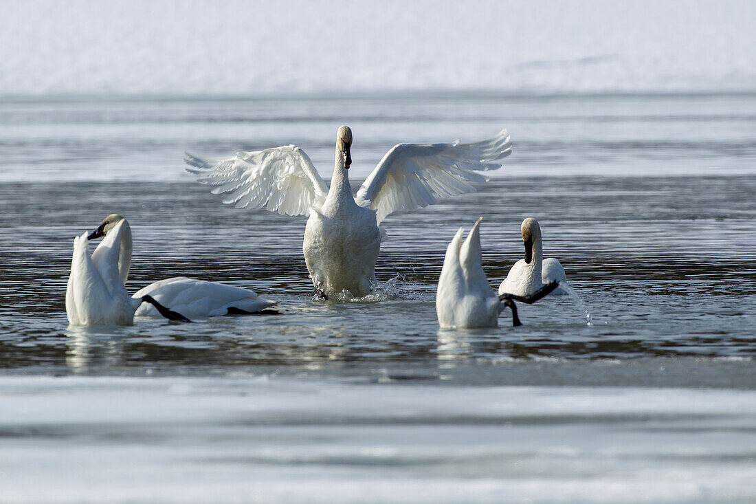 Trumpeter swans resting and feeding at Marsh Lake, Spring migration, Yukon, Canada.