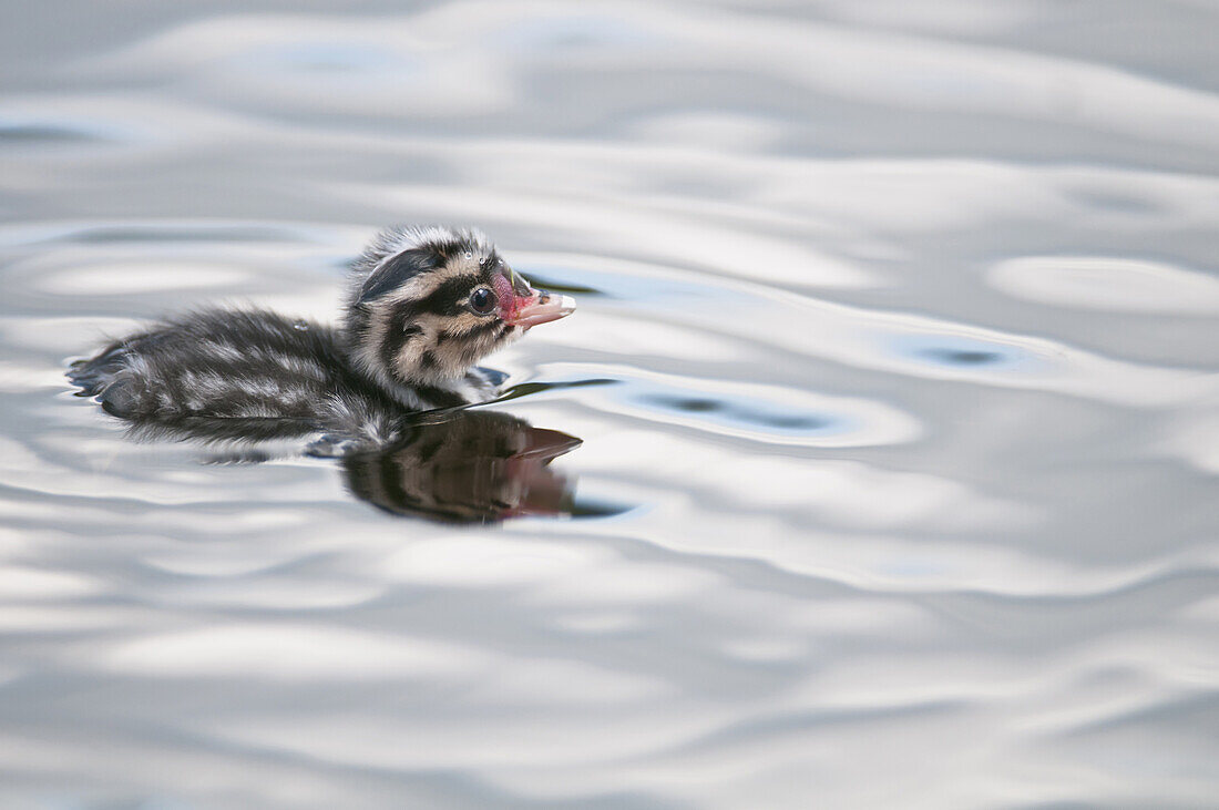 Horned Grebe (Podiceps auritus) chick swims in Goldstream Valley Peat Pond near Fairbanks, Alaska, Summer