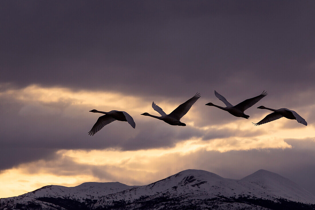 Four Trumpeter swans arrive at Marsh Lake as a squall moves in from the north, Spring migration, Yukon, Canada. Composite.