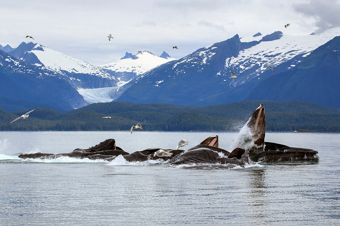 A group of Humpback whales bubble net lunge feeding on herring in the bountiful waters of SE Alaska's Inside Passage, Favorite Channel, near Juneau. Lions Head mountain in the Coastal Range rises beyond.