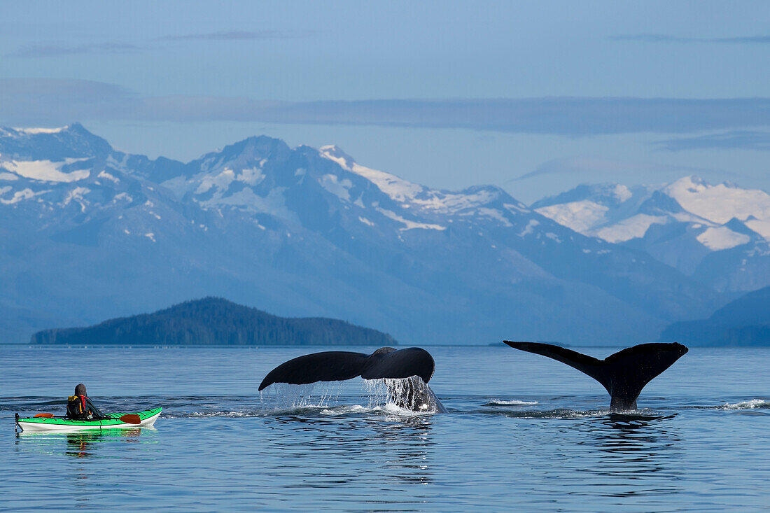 A sea kayaker watches as a group of Humpback whales lift their flukes, returning to the bountiful waters of SE Alaska's Stephens Passage, Tracy Arm and Coast Range mountains rise beyond.Composite. MR: Ed Emswiler, ID#12172012A