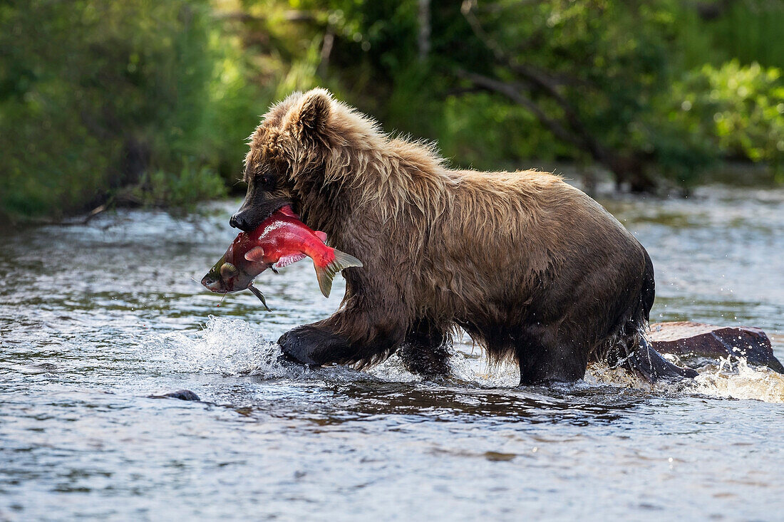 A brown bear catches a sockeye salmon in a small stream in Katmai National Park, Alaska.