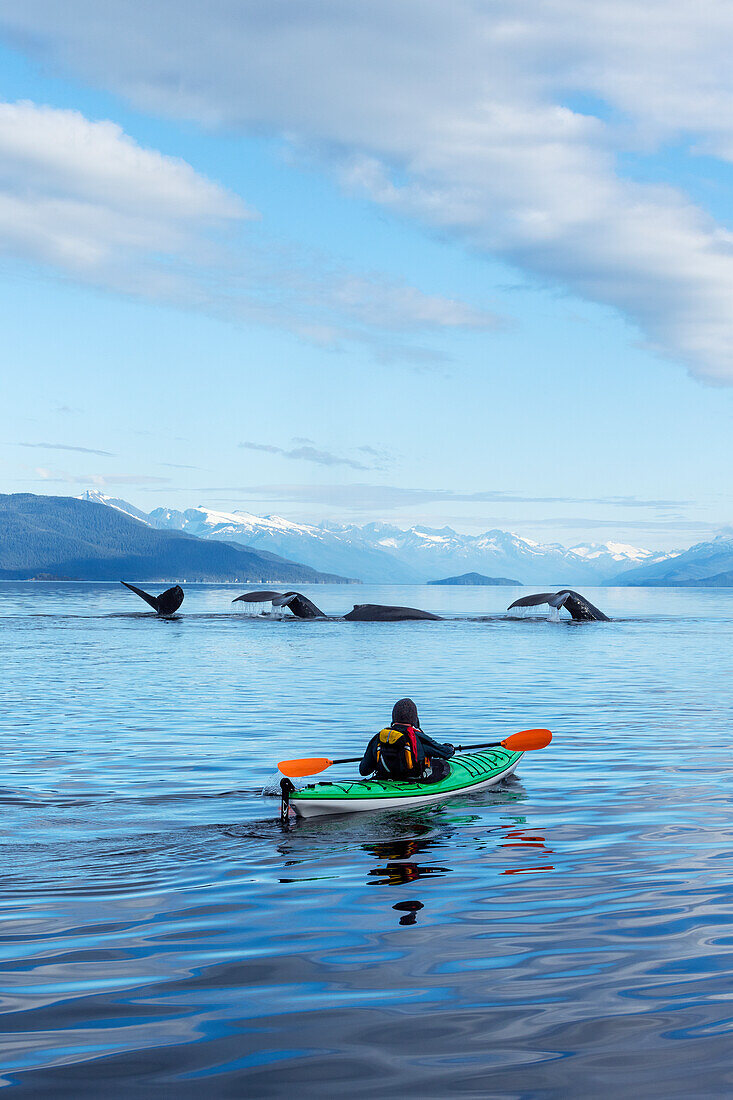 A sea kayaker watches as a group of Humpback whales lift their flukes, returning to the bountiful waters of SE Alaska's Stephens Passage, Tracy Arm and Coast Range mountains rise beyond. Composite. MR_Ed Emswiler, ID#12172012A