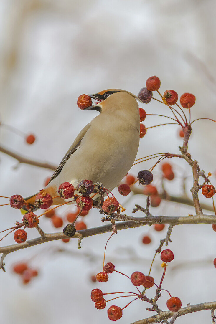 Close up of a Bohemian Waxwing with Mountain Ash berry in it's mouth in Anchorage, Southcentral Alaska, Winter