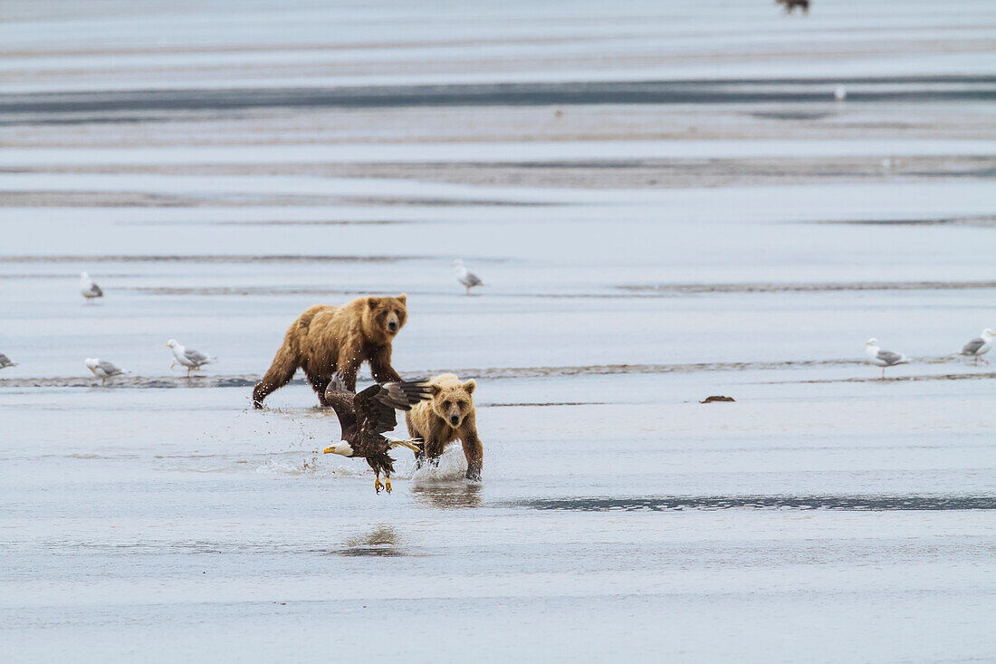 A coastal brown bear sow and her large cub chase a bald eagle while looking for salmon, on the tidal flats of Chinitna Bay, Lake Clark National Park & Preserve, Alaska while seagulls look on.  Summer.