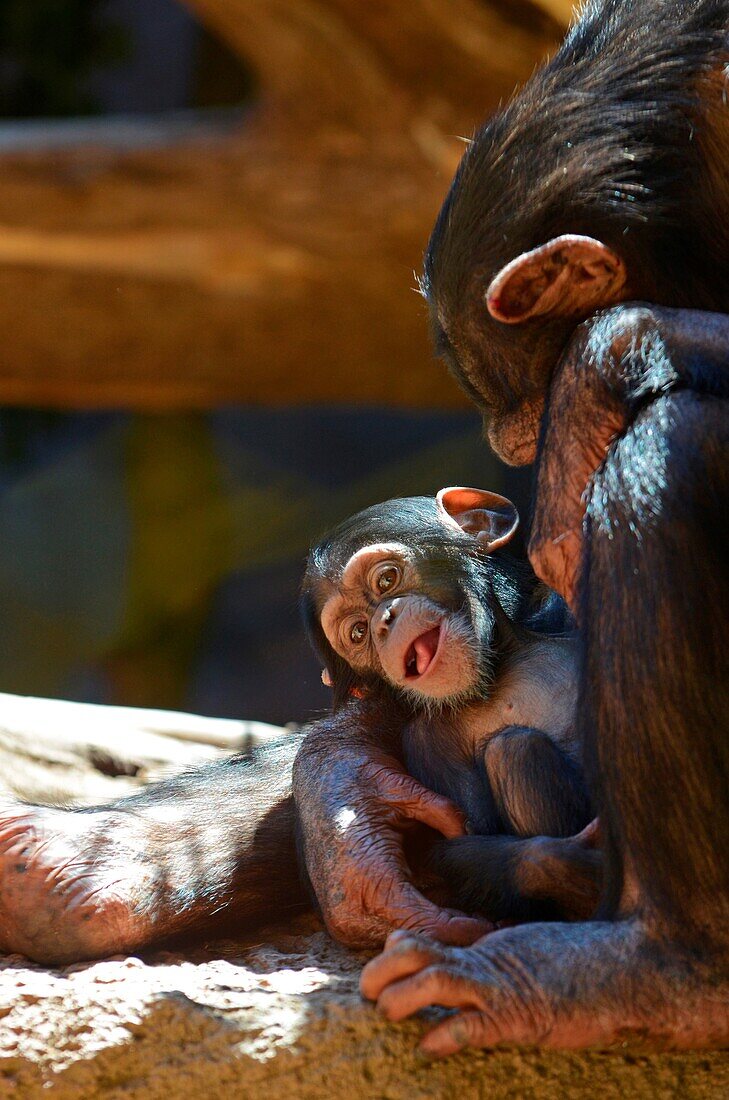 Captive chimpanzee hugging new born baby