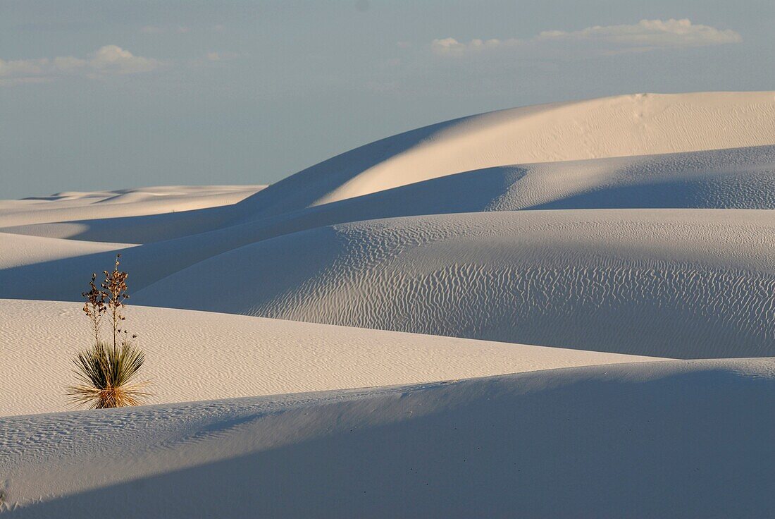 Alone Soaptree yucca (Yucca elata) plant growing on gypsum sand dunes in the White Sands National Monument, New Mexico, USA