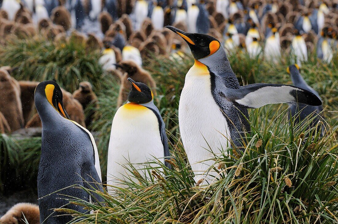 UK, South Georgia, Fortuna Bay, King penguin colony