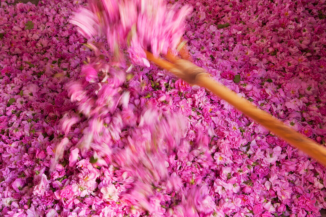 Turning large pile of roses with large wooden fork in Kasbah Des Roses, Valley of Roses, Morocco