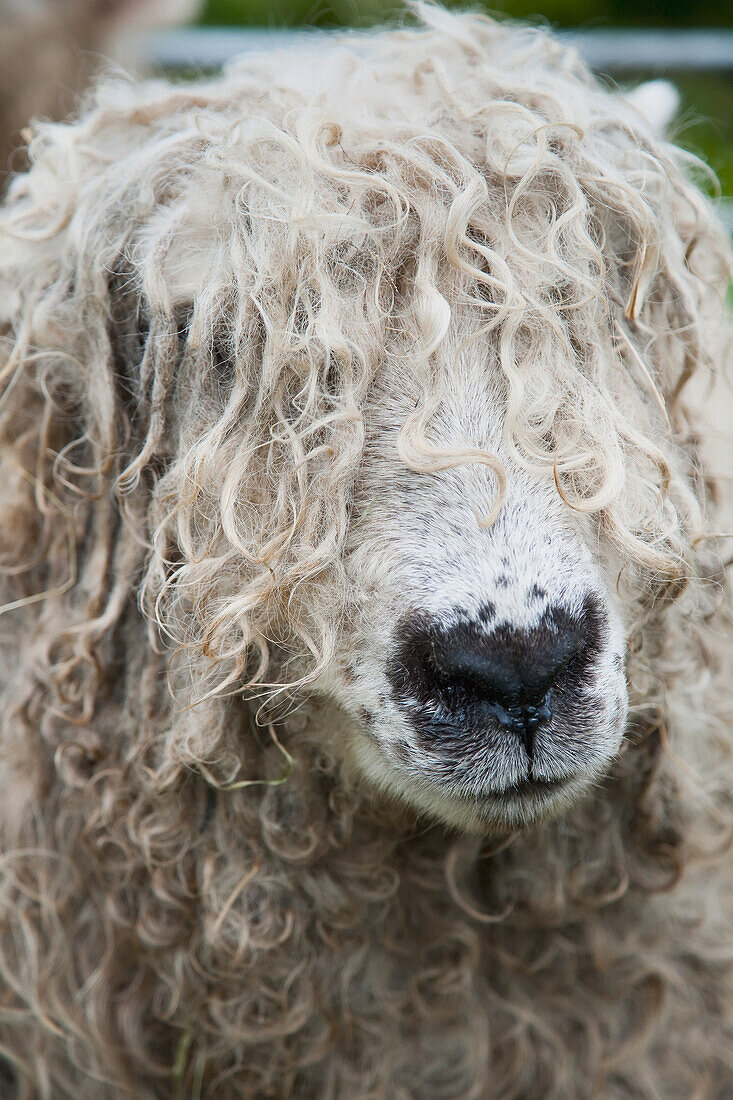 Close-up of Leicester Longwool Sheep, Uffculme, Devon, England, United Kingdom