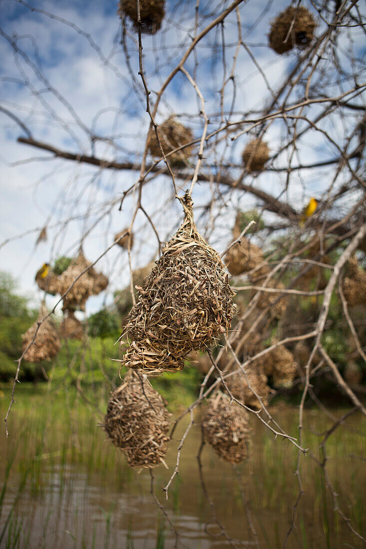 Close-up of bird's nest, Lake Baringo, Rift Valley, Kenya