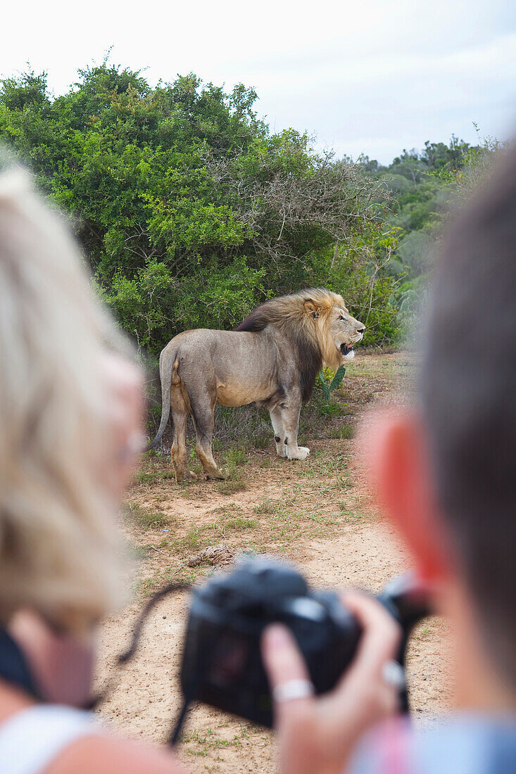 South Africa, Garden Route, Tourists photographing lion, Kariega Game Reserve