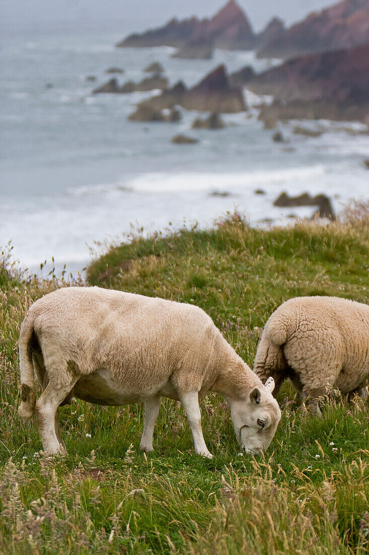 United Kingdom, Wales, Sheep grazing near Dale, Pembrokeshire