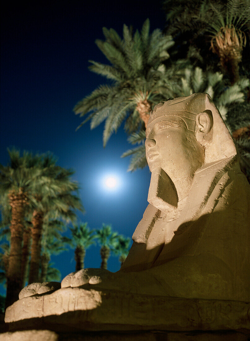 Sphinx at night with full moon and date palms behind in Avenue of Sphinxes, Luxor Temple, Luxor, Egypt