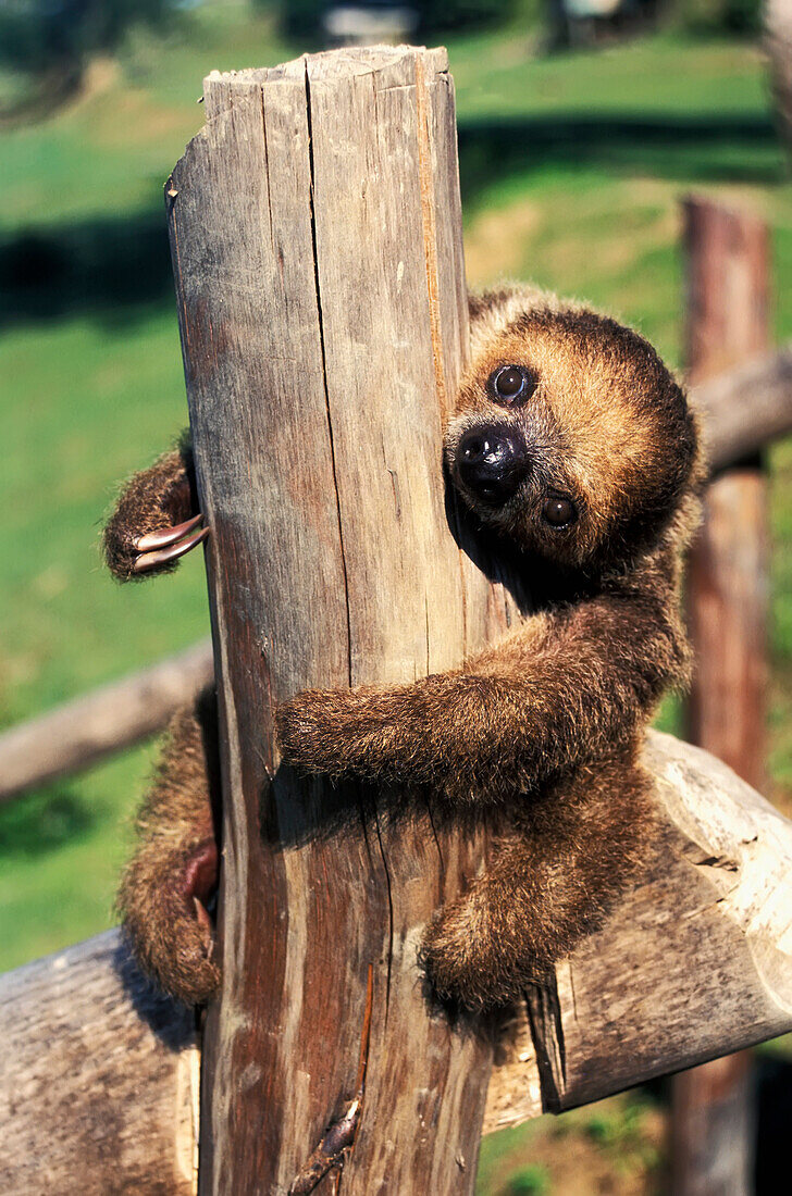 Baby Two-Toed Sloth, Amazon, Peru