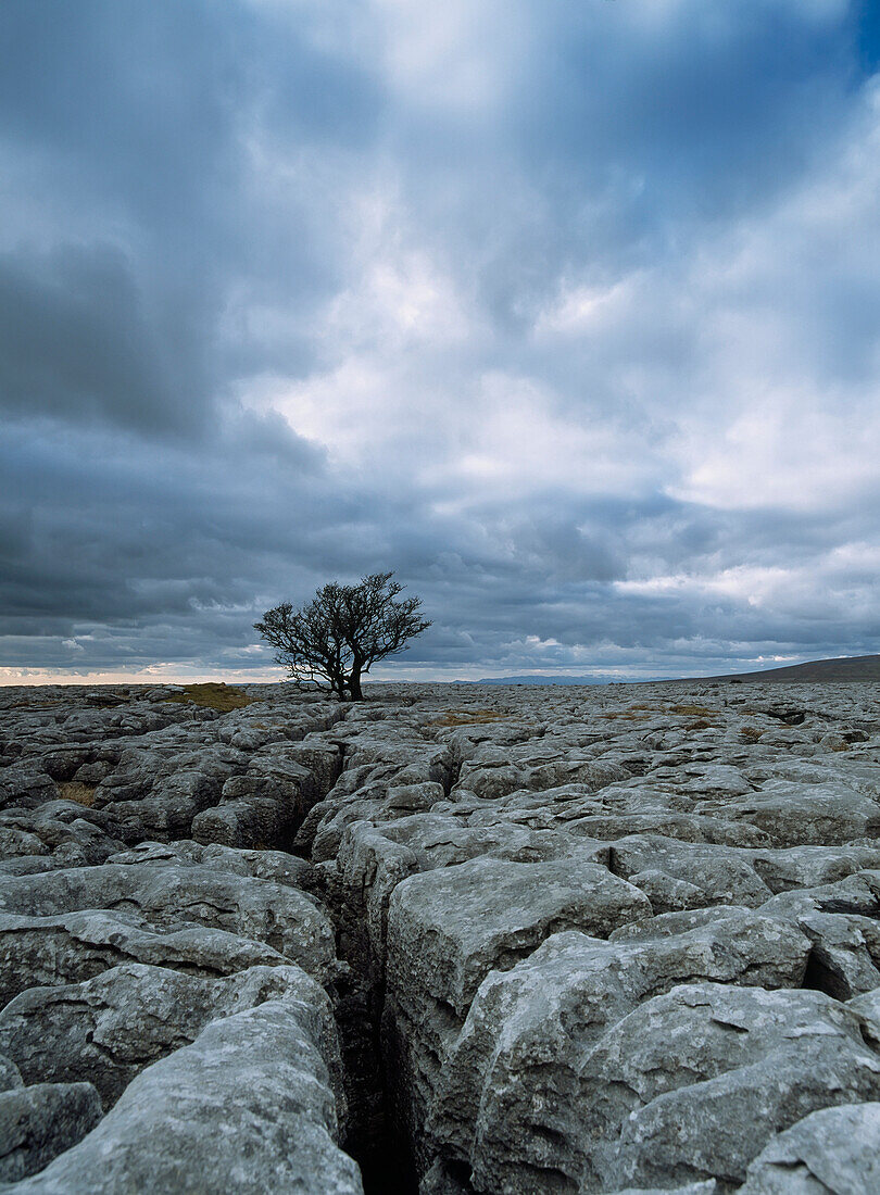 Solitary hawthorne tree on limestone pavement near Ingleborough Hill, Yorkshire Dales National Park, North Yorkshire, England