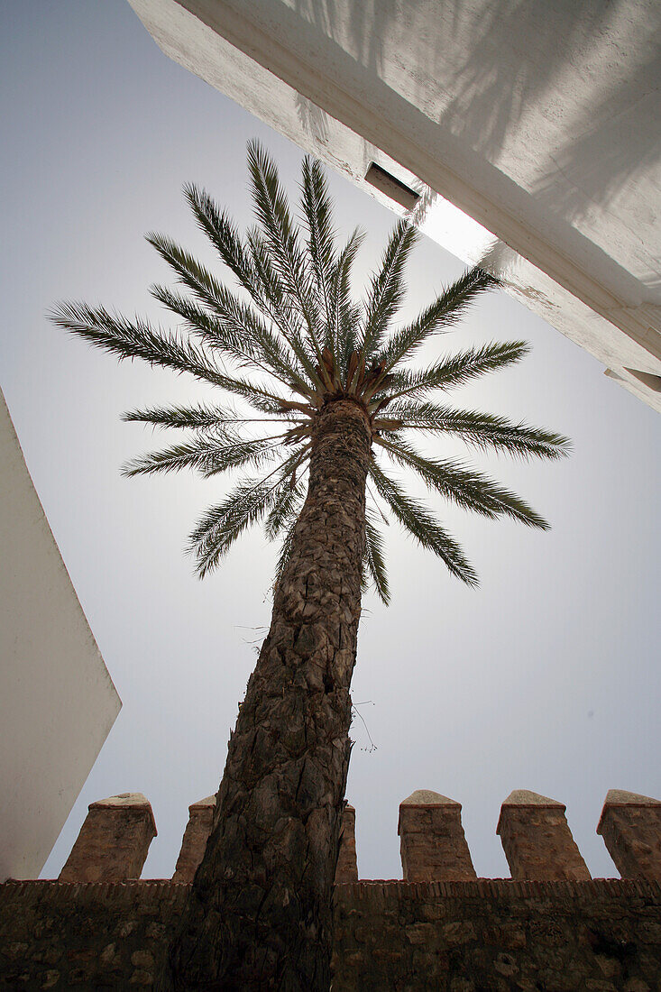 Spain, Andalucia, Costa De La Luz, Palm tree silhouette with old town wall, Vejer De La Frontera