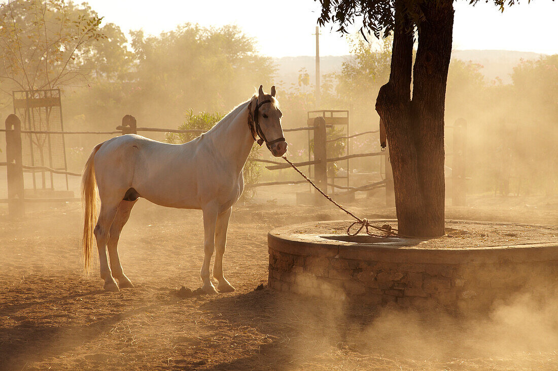 White Mawari stallion at Castle Bijapur Rajasthan India © Andy Kerry / Axiom
