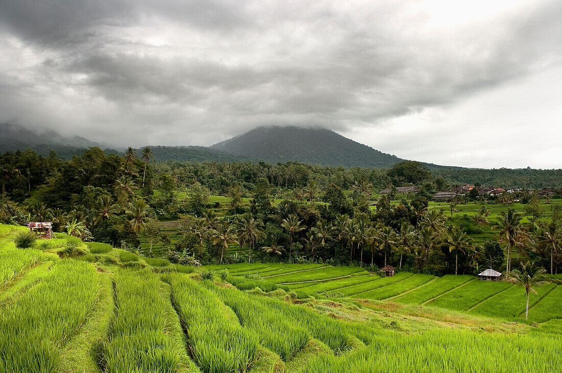 Indonesia, Landscape with rice terrace and forest, Bali