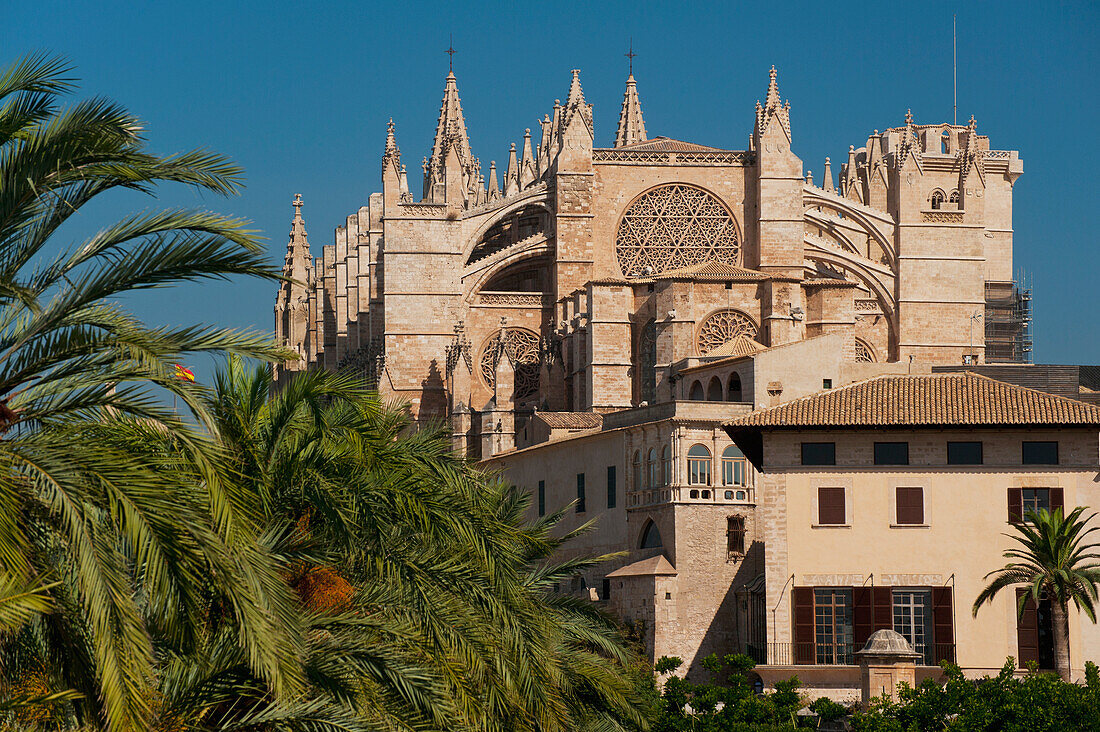 Palm trees in Parc de la Mar leading to Palma Cathedral, Palma, Majorca, Spain