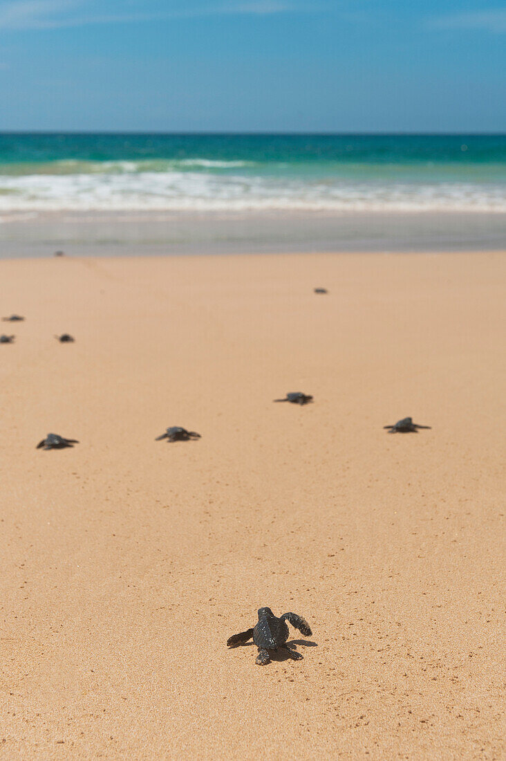 Baby turtles on beach near Unawatuna, Sri Lanka