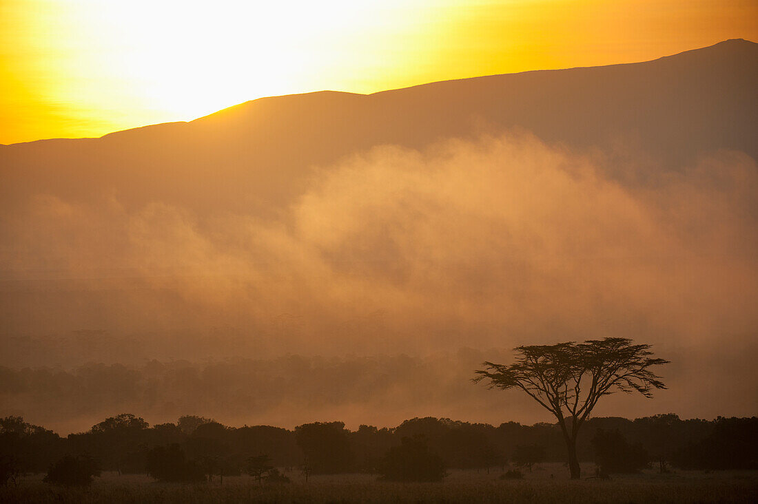 Acacia in front of sunrise behind Mt Kenya, Ol Pejeta Conservancy, Kenya. Â© Ian Cumming / Axiom