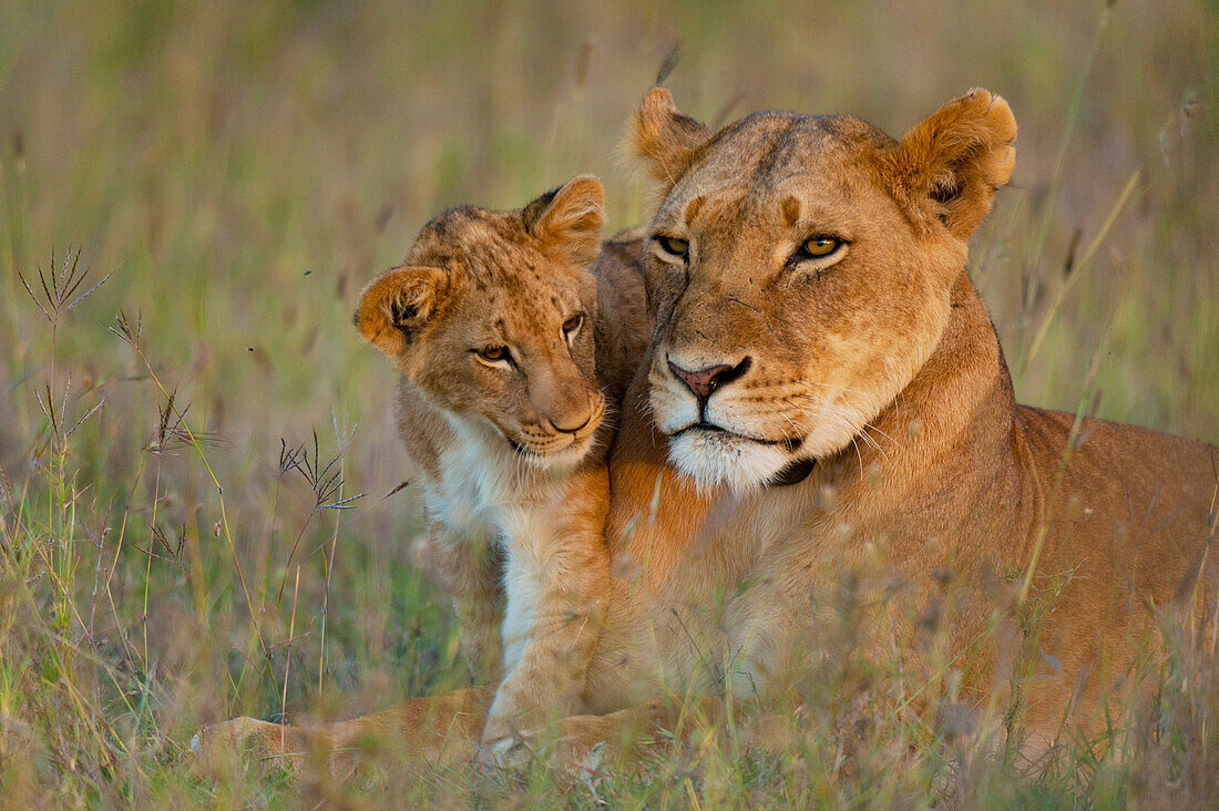 Lioness with cub at dusk in Ol Pejeta Conservancy, Laikipia Country, Kenya