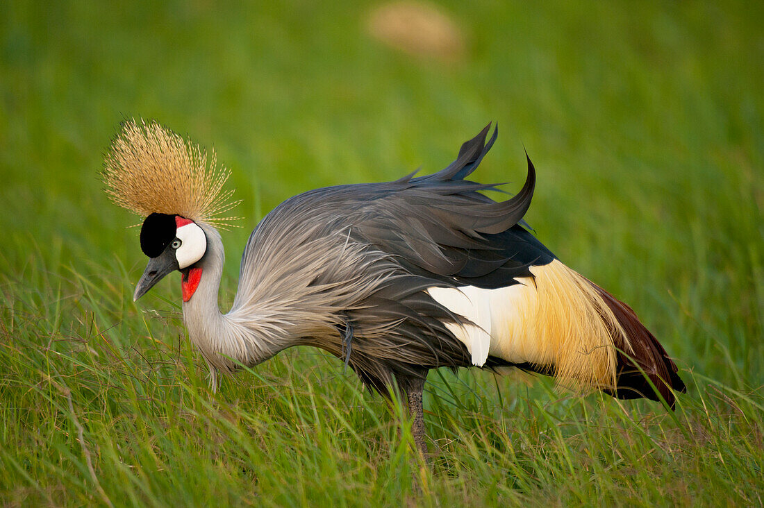 Grey crowned crane in Ol Pejeta Conservancy, Laikipia Country, Kenya