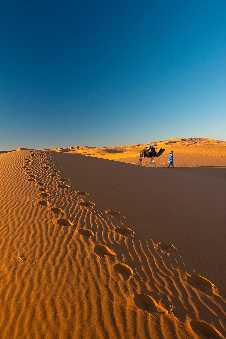 Berber 'Blue man' leading camel across sand dunes at dusk in Erg Chebbi near Merzouga, Sahara Desert, Morocco
