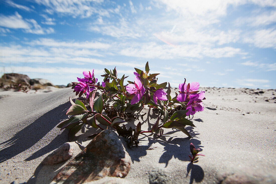 Dwarf fireweed (chamerion latifolium) in sand, Greenland, Denmark